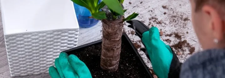 Person topft Pflanze um